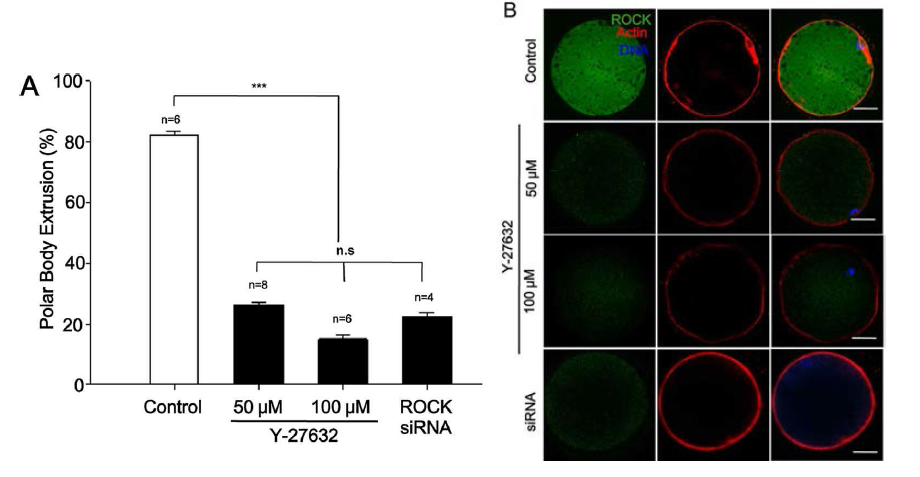 ROCK 억제제인 Y-27632와 ROCK siRNA 주입 후 극체방출과 ROCK과 엑틴 발현