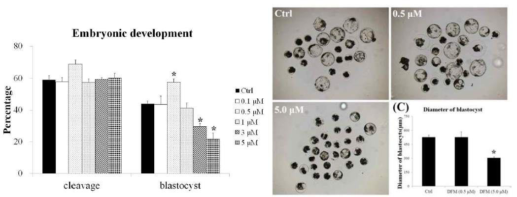 철 산패방지 억제제(DFM)처리 및 돼지 초기 배아 발달율