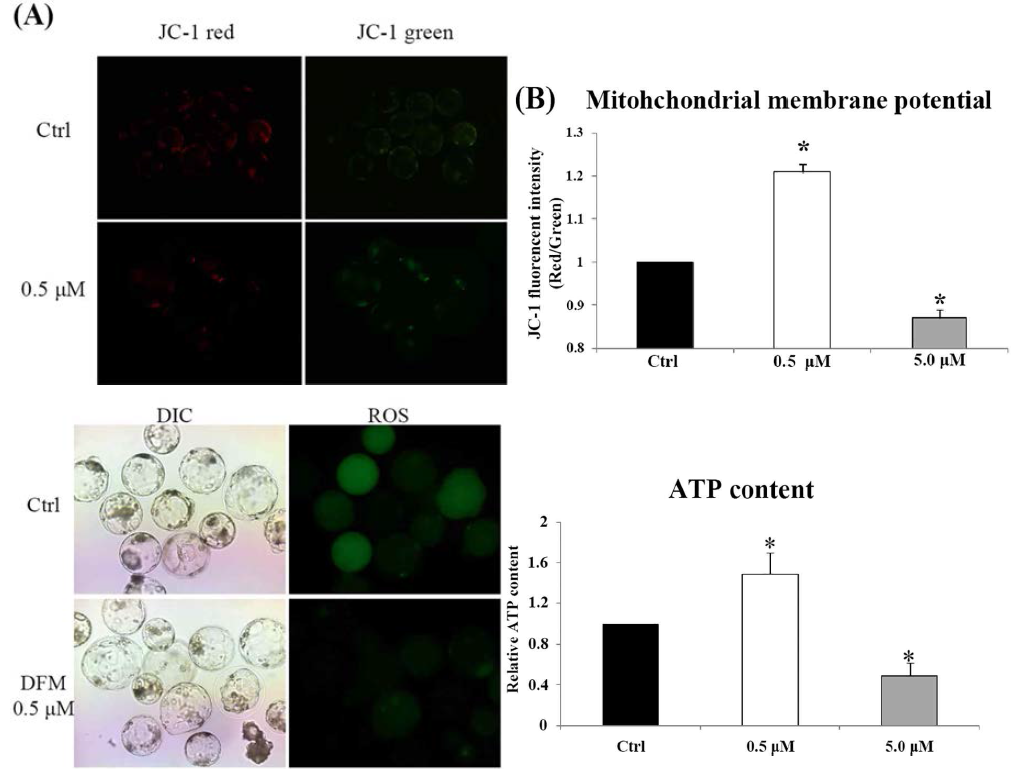 철 산패방지 억제제(DFM)처리 후 미토콘드리아의 막전위와 활성산소종, ATP content