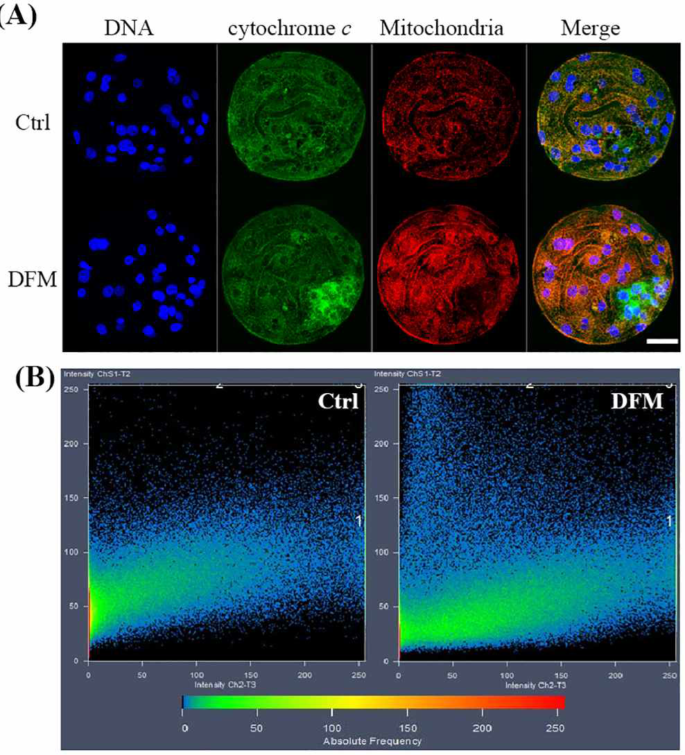 철 산패방지 억제제(DFM)처리 후 미토콘드리아의 막전위와 활성산소종, ATP content
