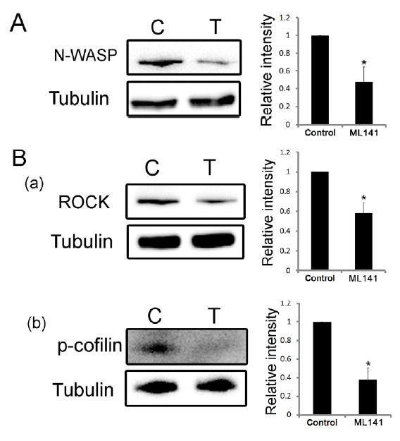 CDC42 억제제인 ML141처리를 통한 엑틴 조절 인자인 ROCK과 p-cofilin 단백질 확인