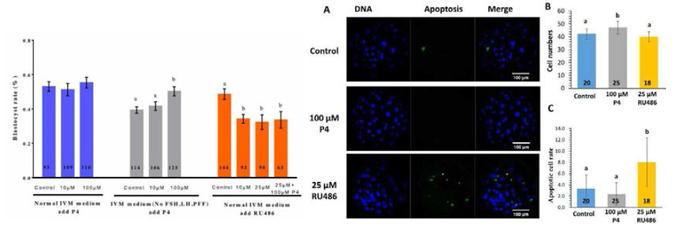 P4 및 RU486처리에 따른 배반포 형성률 및 세포사멸