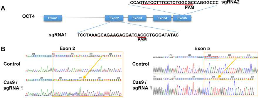 OCT4 Exon2와 Exon5를 타겟하는 두가지 sgRNA를 이용하여 Knock-out을 유도