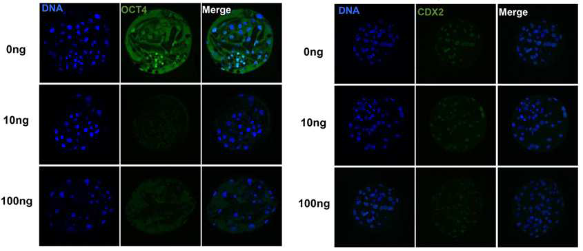 OCT4 Knock-out 이후 배반포 단계에서의 OCT와 CDX2의 발현
