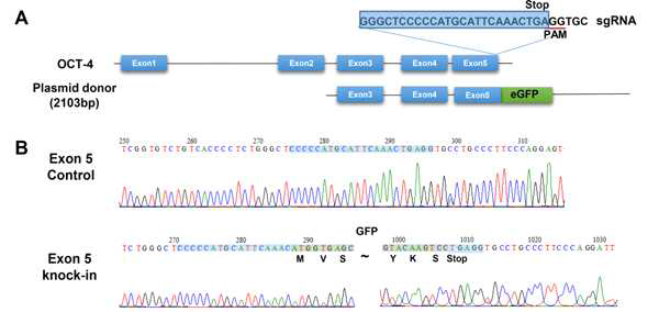 OCT4 Exon5에 eGFP가 삽입된 plasmid donor를 이용하여 Knock-in을 유도