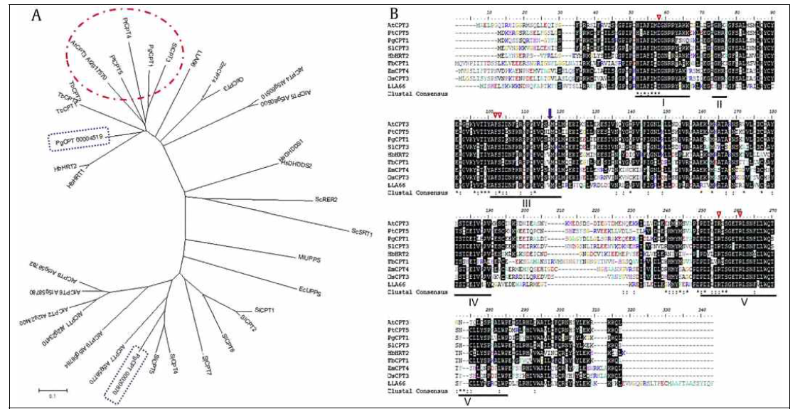 PgCPT1 proteins are closely related to other CPT proteins. (A) Phylogenetic tree of PgCPT proteins with the closest homologous proteins. The phylogenetic tree was constructed using the ClustalX program (neighbor-joining method). Sl, Solanum lycopersicum; At, Arabidopsis thaliana; Tb, Taraxacum brevicorniculatum; Pt, Populus trichocarpa; Os, Oryza sativa; Zm, Zea mays; Sc, Saccharomyces cerevisiae; Ec, Escherichia coli; Ml, Micrococcus luteus; Hb, Hevea brasiliensis; Hs, Homo sapiens; LLA66, Lilium longiflorum. The GenBank accession numbers are: SlCPT1 (NM_001247704); SlCPT2 (JX943884); SlCPT3 (JX943885); SlCPT4 (JX943886); SlCPT5 (JX943887); SlCPT6 (JX943888); SlCPT7 (JX943889); AtCPT1 (NP_565551); AtCPT2 (NP_179921); AtCPT3 (NP_565420); AtCPT4 (NP_200859); AtCPT5 (NP_200858); AtCPT6 (NP_568882); AtCPT7 (NP_200685); AtCPT8 (NP_568883); AtCPT9 (NP_568884); TbCPT1 (JQ991925); TbCPT2 (JQ991926); TbCPT3 (JQ991927); PtCPT4 (XP_002337819); PtCPT5 (XP_002307209); OsCPT3 (NP_001060237); ZmCPT4 (NP_001131688); ScRER2 (P35196); ScSRT1 (NP_013819); EcUPPS (P60472); MlUPPS (O82827); HbHRT1 (BAB71776); HbHRT2 (BAB83522); HsDHDDS1 (NP_995583); HsDHDDS2 (NP_079163); LLA66 (B2BA86). (B) Alignment of PgCPT1 protein with its closest homologs. The underlined domain represents five characteristically conserved regions (IeV) of CPTs. Open triangles indicate residues that are important for catalytic activity and substrate binding. Purple arrow on domain III indicates the starting point of N-terminal deleted PgNDCPT1. Bar represents 0.1 substitutions per amino acid position. PgCPT, Panax ginseng cis-prenyltransferase