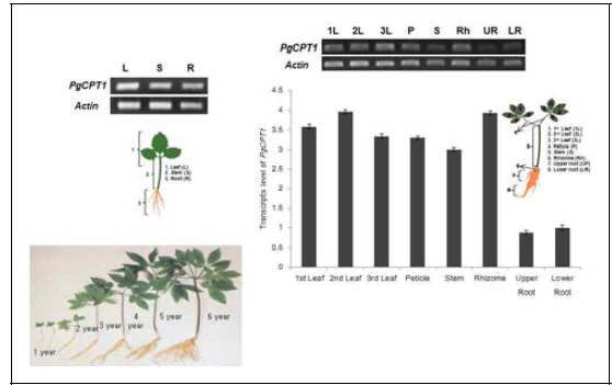 Organ-specific expression patterns of PgCPT1. (A, B) Differential expression patterns of PgCPT1 in ginseng were evaluated in 3-wk-old plantlets (A) and 2-yr-old plants (B) using reverse transcription polymerase chain reaction (A and B) and quantitative polymerase chain reaction (B, lower panel) with cDNA of the stem, leaf, root, rhizome, and petiole. Exact organ nomenclature for plantlets and 2-yr-old ginseng plants are indicated on the right. The cycle threshold (Ct) value for PgCPT1 was normalized to the Ct value for b-actin and calculated relative to a calibrator sample using the formula 2DDCt. Data represent the mean standard error for three independent replicates