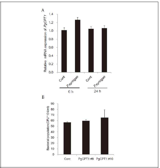 Temporal expression patterns of the PgCPT1 gene in response to biotic stress, Pseudomonas syringae (A) and P. syringae population remained unchanged in PgCPT1ox lines compared to Col-0 (B). P. syringae for the time intervals indicated. b-actin was used as a loading control. Data represent the mean standard error for three independent replicates. Means for treated samples were significantly different from the control at *p < 0.05 and **p < 0.01. Cont, control; PgCPT, Panax ginseng cisprenyltransferase