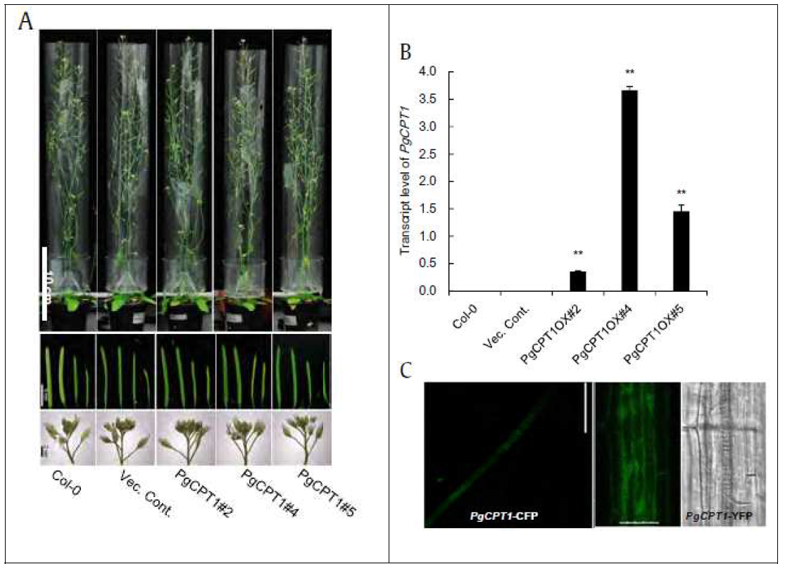 Overexpression of PgNDCPT1 showed no phenotypic defects and localized into cytosol. (A) 50-d-old whole plants show no phenotypic defects in plant height or floral organs compared to the wild type (Col-0) and empty vector control (Vec. Cont.). Scale bars are indicated in each image (B) Overexpression of both PgNDCPT1 and PgCPT1 showed increased transcripts of PgCPT1 mRNA. (C) Fluorescent-tagged PgNDCPT1-CFP and PgCPT1-YFP showed cytosol localization. Bar ¼ 50 mm (left) and 25 mm (right) respectively. PgCPT, Panax ginseng cis-prenyltransferase