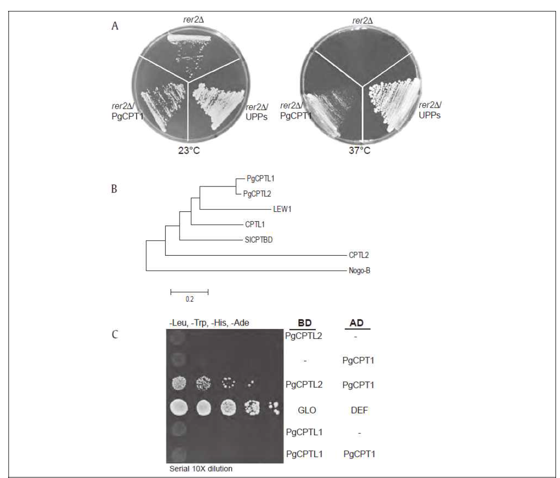 PgCPT1 partially complement rer2D and interacts with a human Nogo-B receptor homolog, PgCPTL2. (A) PgCPT1 functionally complemented dolichol-deficient rer2D yeast mutant. Yeast rer2D mutant cells were transformed with either PgCPT1 or the E. coli UPPS gene (positive control) under transcriptional control of the native RER2 promoter. Transformed cells were grown on yeast extract peptone dextrose medium at 23C, and incubated at 23C and 37C. (B) The human Nogo-B receptor-like PgCPTL2 is the closest homolog to LEW1 from Arabidopsis. (C) Full-coding sequence of genes cloned and expressed in “bait” (pGBKT7) and “prey” (pGADT7) vectors as indicated in the right panel. DEF and GLO proteins, which are known to form heterodimers, were used as a positive control. Cotransformed yeast clones were grown on YSD selective media (-Trp, -Leu, -His, -Ade) and tested for expression of the LacZ gene. DEF, ; GLO, ; LEW1, ; PgCPT, Panax ginseng cis-prenyltransferase; PgCPTL, ; SICPTDB