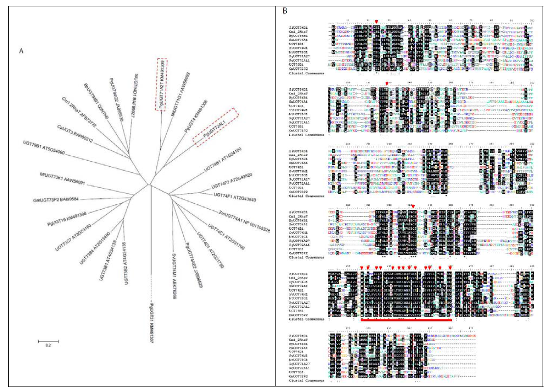 Phylogenetic tree and sequence alignment of PgUGT72AL1 with other characterized UGTs in plants. (A) The phylogenetic tree was constructed using the ClustalX program (neighbor-joining method). The GenBank accession numbers are: UGT74C1 (AT2G31790), UGT74D1 (AT2G31750), UGT74B1 (AT1G24100), UGT74F2 (AT2G43820), UGT74F1 (AT2G43840), UGT73C7 (AT3G53160), UGT73B4 (AT2G15490), UGT73B2 (AT4G34135), UGT73B1 (AT4G34138), UGT79B1 (AT5G54060), BpUGT94B1 (Q5NTH0), CaUGT3 (BAH80312), GmUGT73P2 (BAI99584), MtUGT71G1 (AAW56092), MtUGT73K1 (AAW56091), SvUGT74M1 (ABK76266), ZmUGT74A1 (NP_001105326), PgUGT4 (KM491306), PgUGT19 (KM491308), PgUGT31 (KM491307), PgUGT71A27 (KM491309), PgUGT74AE2 (JX898529), and PgUGT94Q2 (JX898530). The Genbank ID abbreviations are as follows; At, Arabidopsis thaliana; Bp, Bellis perennis; Ca, Catharanthus roseus; Gm, Glycine max; Mt, Medicago truncatula; Pg, Panax ginseng; Sv, Vaccaria hispanica; Zm, Zea mays. The bar represents 0.2 substitutions per amino acid position. (B) Sequence alignment of PgUGT72AL1 with other close homologs. The underlined domain represents the PSPG consensus motif. The triangles indicate important residues for catalytic activity and substrate binding. PSPG, plant secondary product glycosyltransferase; UGTs, uridine-dependent glycosyltransferases