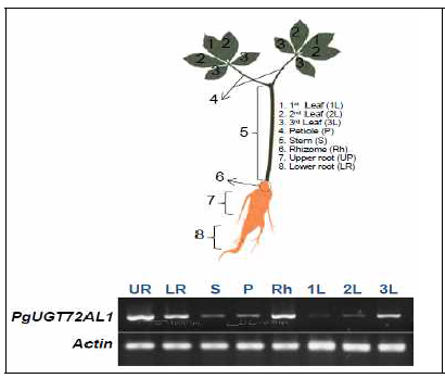 Organ-specific expression patterns of PgUGT72AL1. Differential expression patterns of PgUGT72AL1 in ginseng were evaluated in 2-year-old plant by reverse transcription-polymerase chain reaction (RT-PCR) using cDNA from stem, leaf, root, rhizome, and petiole. The names for each organ are indicated on the right side of the plant diagram