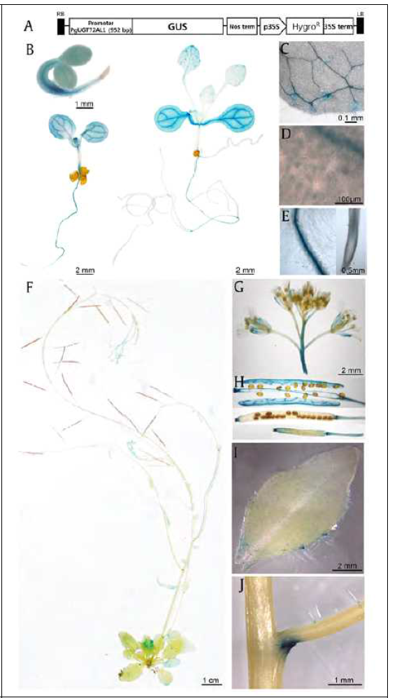 Histochemical analysis of pPgUGT72AL1::GUS activity in Arabidopsis. (A) Schematic diagram of pPgUGT72AL1::GUS construct (B) GUS histochemical staining was observed from 2-, 5-, and 12-day-old seedlings, (C) trichomes, (D) stomata, (E) root vasculatures except root hairs, (F) matured 6-week-old plant, (G) inflorescences, (H) siliques, (I) mature cauline leaf, and (J) axillary branch organs in between the main stem and the lateral stem. Scale bars are provided in each image