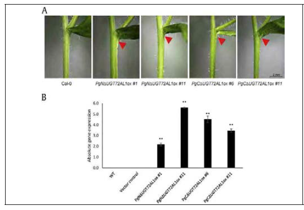 Overexpressing PgUGT72AL1 in Arabidopsis caused organ fusion in axillary leaves. (A) Overexpression of the N-terminal and C-terminal halves of PgUGT72AL1 resulted in organ fusion of the axillary branch in two 6-week-old transgenic lines, respectively. The scale bar represents 2 mm. (B) Overexpressed transcripts were confirmed by qPCR in two independent transgenic lines. Data represent the mean SE for three independent replicates. Averages for treated samples were significantly different compared to the control at *p < 0.05 and **p < 0.01. ABA, abscisic acid; JA, jasmonic acid; qPCR, quantitative polymerase chain reaction; SA, salicylic acid; SE, standard error