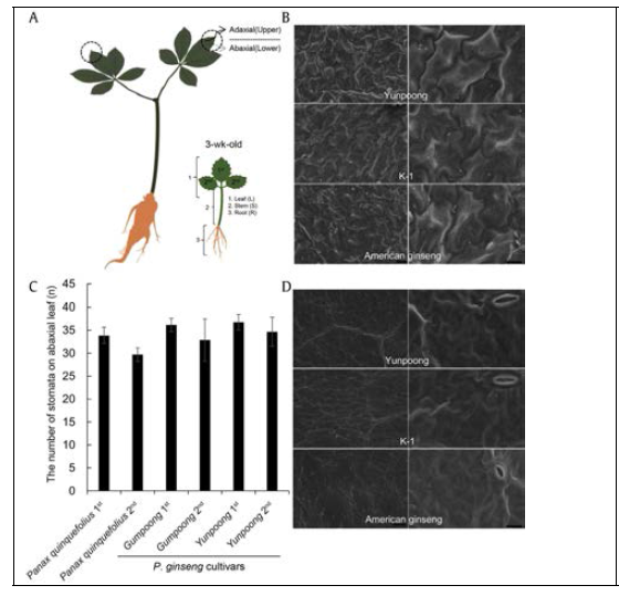 Surface structure of ginseng leaves. (A) Schematic diagram of 2-yr-old ginseng and leaf tips used for surface structure analysis (left). Diagram of 3-wk-old ginseng plantlet (right). Five-leaf structure is additionally emerged as per age with no morphological changing in other organs. (B) Scanning electron microscopy image showing the adaxial (upper) surface of a ginseng leaf with wavy anticlinal cuticle ridges. Bar, 20 mm (left) and 10 mm (right). (C) In a diameter (1.28 mm0.94 mm) of 3-wk-old ginseng leaves, the total number of stomata is similar among Panax quinquefolius and three Panax ginseng cultivars in 1st and 2nd leaves depicted in Fig. 2A (right). Eight randomly selected different diameter images were used to count. (D) Scanning electron microscopy image showing the abaxial (lower) surface of a ginseng leaf with wavy epidermis and similar numbers of stomata. Bar, 20 mm (left) and 10 mm (right)