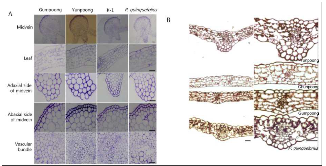 Internal leaf structures of ginseng. (A) Midvein, leaf (circled uppermost part of leaf from Fig. 2A), adaxial and abaxial side of the midvein, and vascular bundle structure of soil-grown Panax ginseng cultivars and Panax quinquefolius observed using light microscopy. Bar, 5 mm (uppermost row) and 20 mm. (B) Mesostructures of ginseng leaves from 3-yr-old hydroponically cultured ginseng species. Bar, 50 mm