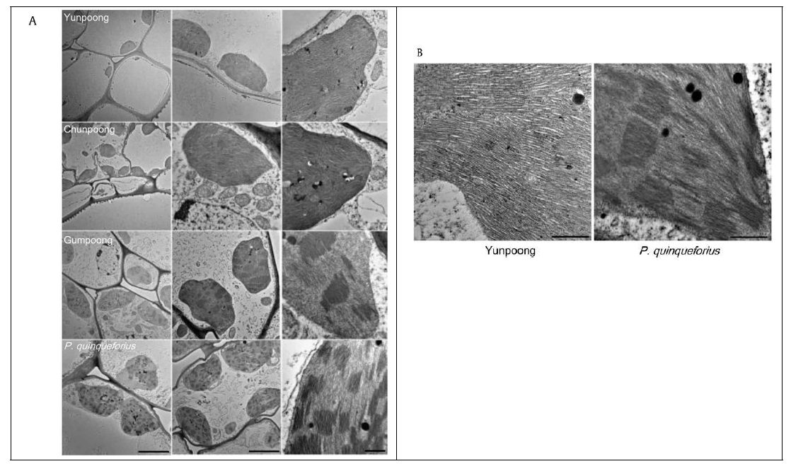 Chloroplast and magnified thylakoid membrane structures. (A) Chloroplast morphology of three Panax ginseng cultivars and Panax quinquefolius is different. Bar, 5 mm. (B) Magnified chloroplast structure shows differently stacked thylakoid membranes. Bar, 500 nm