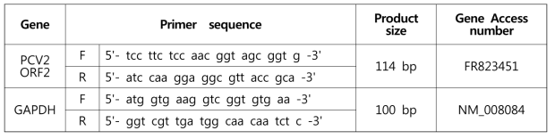 PCV2 감염 확인 Real-time PCR에 이용된 primer set