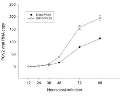 Mock/PK15, PCV2 ORF5/PK15 세포의 PCV2 감염 정도 확인