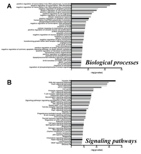 생물정보학을 활용한 표적유전자들에 대한 biological process (A), signaling pathway (B) enrichment 분석