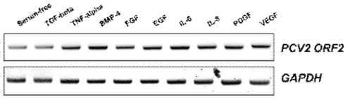 다양한 growth factor 처리에 의해 활성화된 하위 신호전달체계에 따른 PCV2 감염 정도 확인