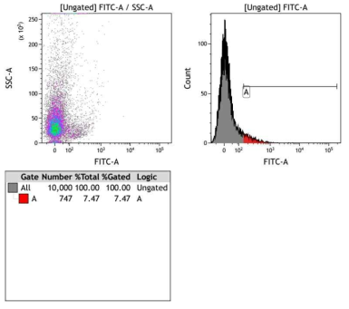 iPAM303 cell line의 펩타이드 친화력 결합력에 관한 FACS 결과