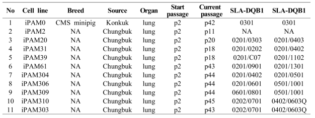 돼지 폐 대식세포 세포주에서의 SLA haplotype