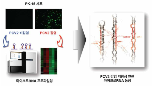 마이크로RNA 발현변화 분석 및 마이크로RNA 동정