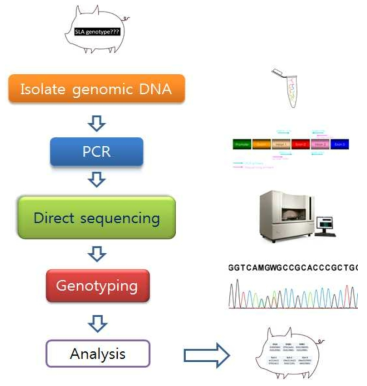 DNA 직접염기서열을 기반으로한 SLA-GSBT