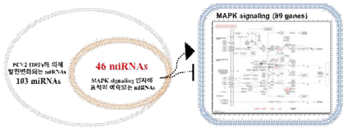 PCV2 감염으로 인해 변화되는 숙주세포 내 마이크로RNA 및 MAPK signaling 연관 표적유전자 분석