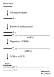 PCV2 감염에 의해 발현 조절되는 마이크로RNA 분석의 검증을 위한 실험적 모식도