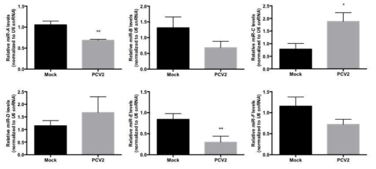 PCV2 감염에 의해 발현 조절되는 MAPK signaling 연관 마이크로RNA 분석의 발현변화 검증