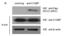 PCV2 ORF2와 숙주세포 C1QBP 단백질의 직접적인 상호작용을 확인한 Co-IP 결과