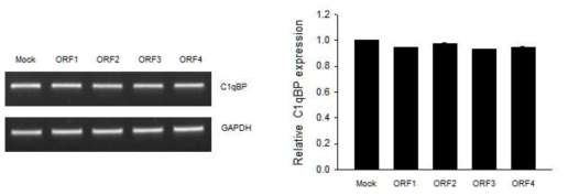 PCV2 ORF가 각 각 과발현 된 3D4/31 숙주세포에서 C1QBP RNA 전사 수준의 발현은 차이가 없음을 확인