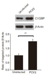 야생형 PCV2가 감염된 숙주세포에서 C1QBP 단백질 발현 확인