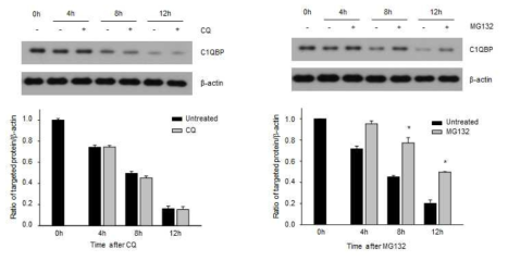 숙주세포 C1QBP 단백질의 degradation 경로 확인 결과