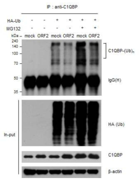 mock, PCV2 ORF2 3D4/31 세포의 C1QBP 단백질 유비퀴틴화 분석 결과 mock, empty vector only