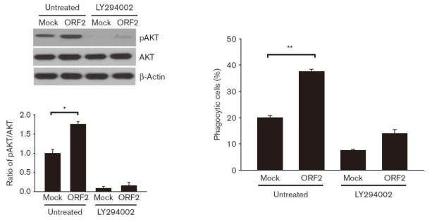 PCV2 ORF2가 과발현 된 3D4/31 세포에서 phospho AKT가 증가하고 PI3K의 특이적인 억제제인 LY294002를 처리했을 때, pAkt가 효과적으로 억제됨을 확인함
