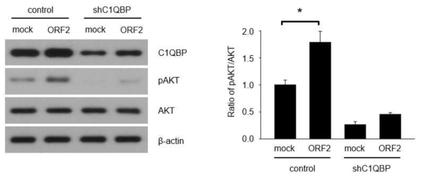 PCV2 ORF2가 과발현 된 3D4/31 세포에 C1QBP를 특이적으로 저해시켜 pAKT의 발현을 확인함