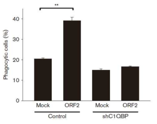 PCV2 ORF2가 과발현 된 3D4/31 세포에 C1QBP를 특이적으로 저해시켜 식균작용의 활성을 확인함