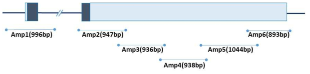 돼지 CELF2 내 SNP 탐색을 위한 Amplicon 정보