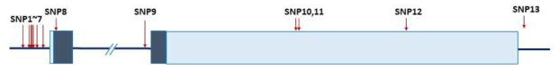 돼지 CELF2 내 발굴된 SNP