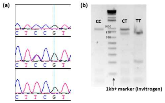 돼지 CELF2 내 SNP9 유전자형분석결과. (a) 직접염기서열분석을 이용한 유전자형분석 결과, (b) PCR-RFLP방법을 이용한 유전자형분석결과