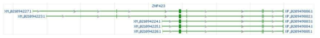 ZNF423 유전자 구조(NCBI, Accession No. NC_010444.3)