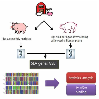 돼지 주조직적합성복합체 유전자와 질병저항성 및 민감성의 연관 연구 체계