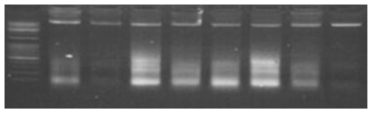 High salt method를 이용하여 추출한 농장돼지 genomic DNA 샘플의 quality 확인