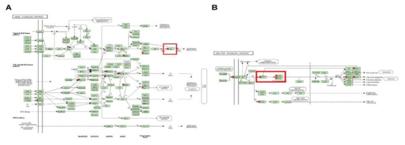 PCV2 감염저항성 연관 마이크로RNA에 대한 표적유전자 선별. 다양한 분석을 통해 확인된 표적유전자들 중 MAPK signaling (A) 및 JAK-STAT signaling (B)에 포함된 유전자를 선별. 붉은색 box, 선별한 표적유전자