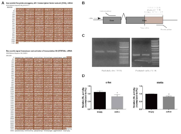마이크로RNA 표적유전자의 실험적 검증. (A) 현재까지 보고된 돼지 c-fos 및 stat5a 3’UTR 염기서열. 갈색 box, 각 유전자의 CDS. (B) c-fos 및 stat5a 3’UTR 염기서열 확보를 위한 PCR 모식도. (C) c-fos 및 stat5a 3’UTR 염기서열 DNA의 PCR 결과. (D) Dual-luciferase reporter assay를 통한 마이크로RNA 표적유전자 검증. Bar graph는 3회 반복실험 평균값의 평균±표준오차를 나타냄. 각 sample의 P value는 Student’s t-test를 통해 확인함 (*P < 0.05)