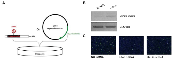 표적유전자 발현조절을 통한 숙주세포의 PCV2 감염 저항성 조사. (A) 과발현 vector 및 siRNA를 이용한 c-fos 및 stat5a 과발현 및 발현억제 유도 모식도. (B) 과발현 vector 이용한 c-fos 과발현을 통한 PCV2 감염 저항성 확인. (C) c-fos 및 stat5a siRNA pool을 활용한 PCV2 감염 저항성 확인