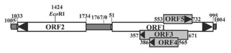 PCV2 각 ORF 유전자의 크기 및 위치 (LV, Qizhuang et al. 2015 PLOS one, 10:e0127859)